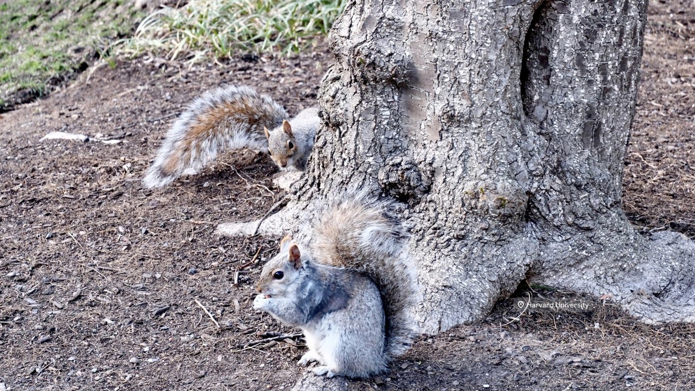 Harvard squirrels